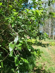 Euploea core corinna