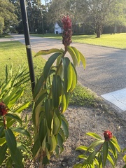 Costaceae