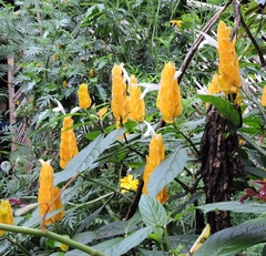 Pachystachys lutea
