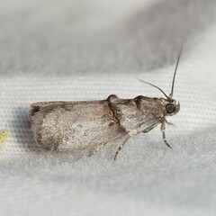 Acrobasis