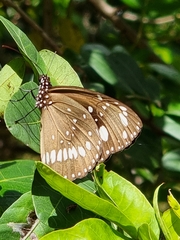 Euploea core corinna