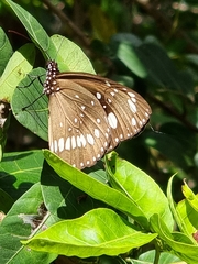 Euploea core corinna