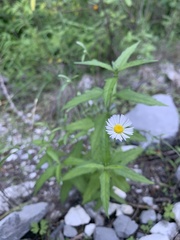 Erigeron quercifolius