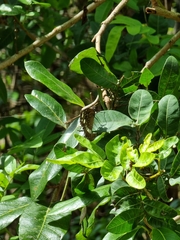 Euploea core corinna