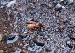 Polistes comanchus