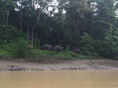 Elephas maximus borneensis