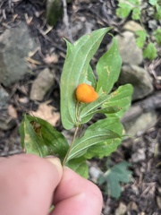 Prosartes trachycarpa
