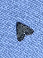 Dyspyralis puncticosta