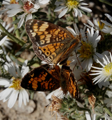 Phyciodes tharos orantain