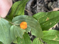 Prosartes trachycarpa