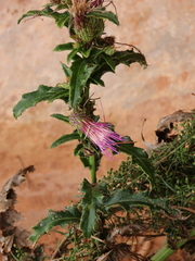 Cirsium arizonicum