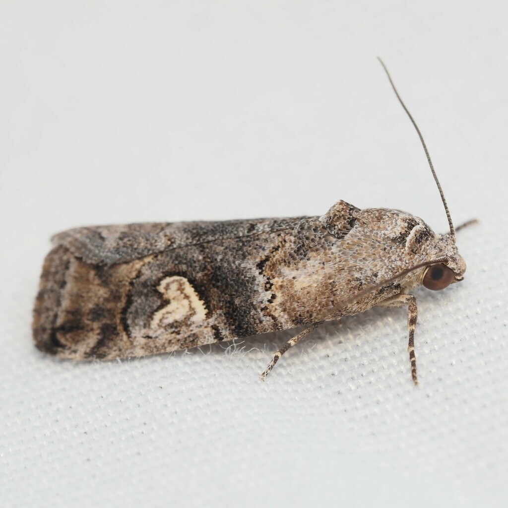 Metaponpneumata