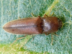 Elaterinae