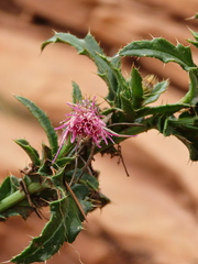 Cirsium arizonicum