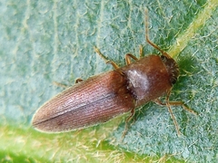 Elaterinae