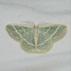 Chlorochlamys chloroleucaria