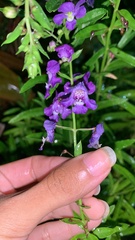 Angelonia