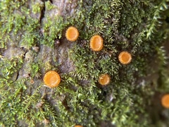 Scutellinia setosa