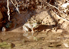 Lithobates berlandieri