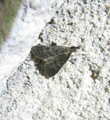 Steniodes declivalis