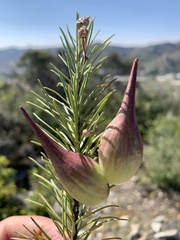 Asclepias linaria