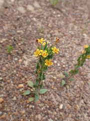 Zaluzianskya divaricata