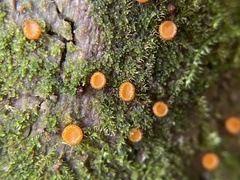 Scutellinia setosa