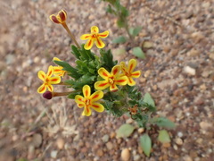 Zaluzianskya divaricata