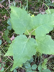 Betula cordifolia