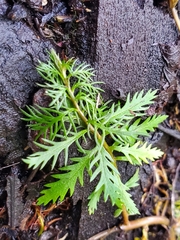 Proserpinaca palustris