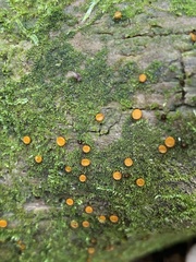 Scutellinia setosa