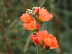 Sphaeralcea grossulariifolia
