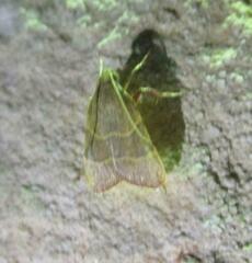 Parachma ochracealis