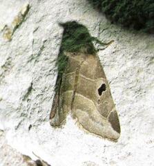 Plagiomimicus pityochromus