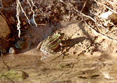 Lithobates berlandieri