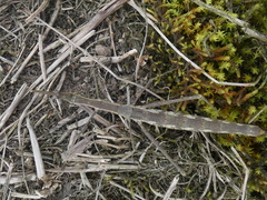 Proscopiidae