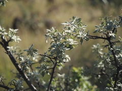 Quercus grisea