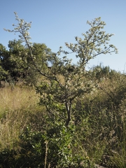 Quercus grisea