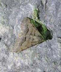 Frederickia s-signata