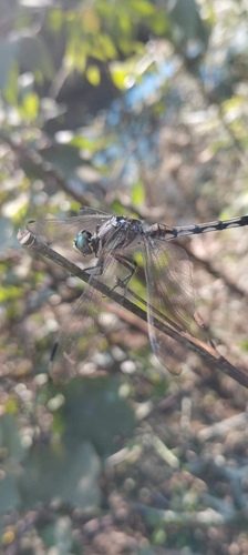 White-tailed Skimmer