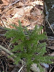 Dendrolycopodium dendroideum
