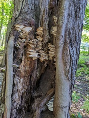 Tyromyces subgiganteus