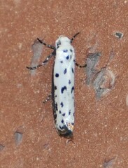 Ethmia bittenella