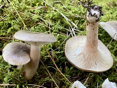 Lactarius pyrogalus
