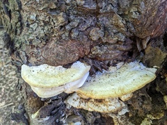 Tyromyces subgiganteus