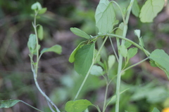 Porophyllum ruderale