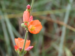 Sphaeralcea grossulariifolia