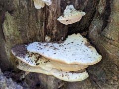 Tyromyces subgiganteus