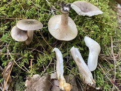 Lactarius pyrogalus