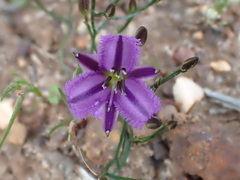 Thysanotus